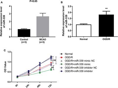 miR-339 Promotes Hypoxia-Induced Neuronal Apoptosis and Impairs Cell Viability by Targeting FGF9/CACNG2 and Mediating MAPK Pathway in Ischemic Stroke